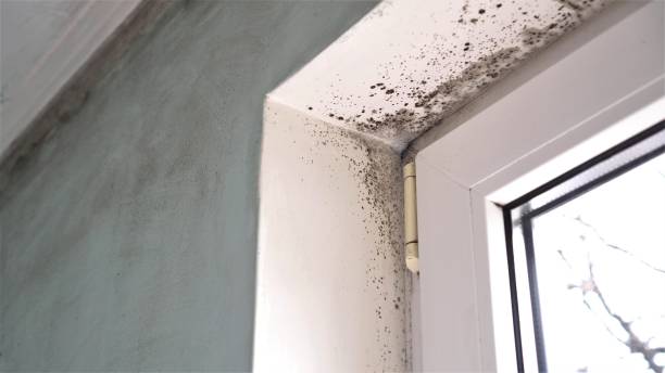 Best Mold Remediation for Healthcare Facilities  in Wauconda, IL